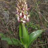 Infine l�ultima meraviglia del posto: le orchidee selvatiche. Il naturalista ha censito 14 specie, tra cui �L�orchidea di Robert�, di cui � presente un unico esemplare